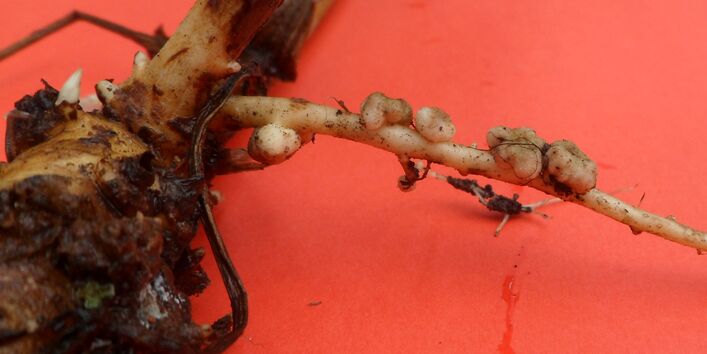 A photo of a tuber in which microorganisms and roots have formed a symbiosis.