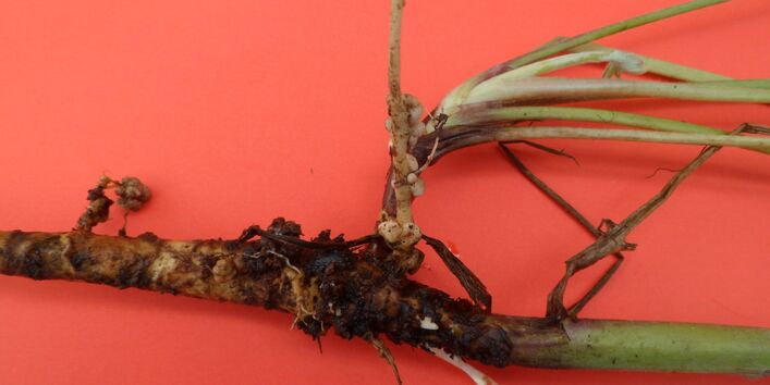 Close-up of a plant root with small knobs in front of a red background.