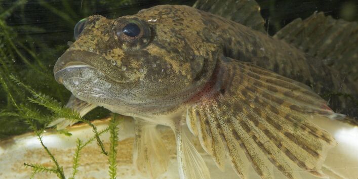 Nahaufnahme eines hellgeblichen, durchsichtigem Fisch mit weitaufgefächerten Vorderflossen