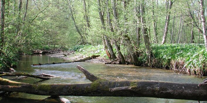 Breiter Fluss, in dem moosbewachsene Baumstämme liegen.