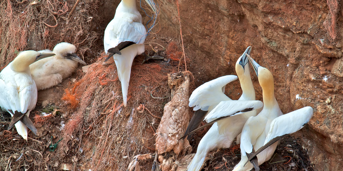 Basstölpel nisten neben toten Basstölpeln, die sich in einem orangen Plastiknetz stranguliert haben