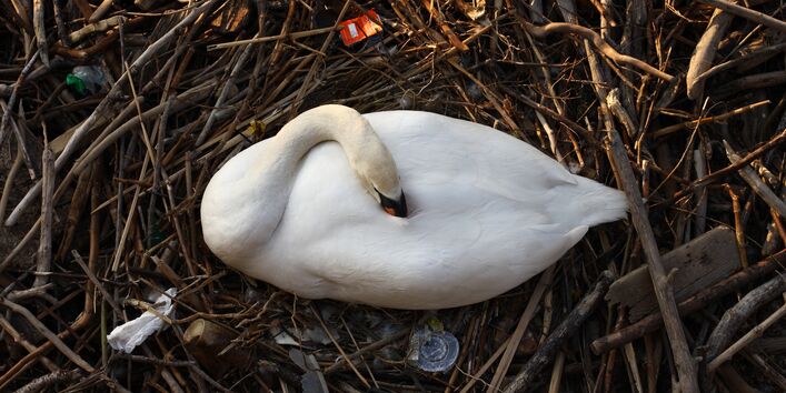 Ein Schwan sitzt in einem Nest aus Zweigen, Federn und Müll