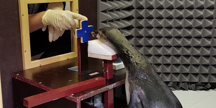 Doktorandin Helen Rößler beim Training der Pinguine in der Schallkammer im Meeresmuseum in Stralsund
