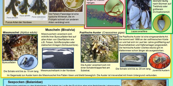 Bewuchsformen im Salzwasser