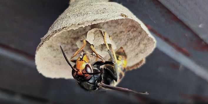 Eine Hornissenkönigin an einem Nest