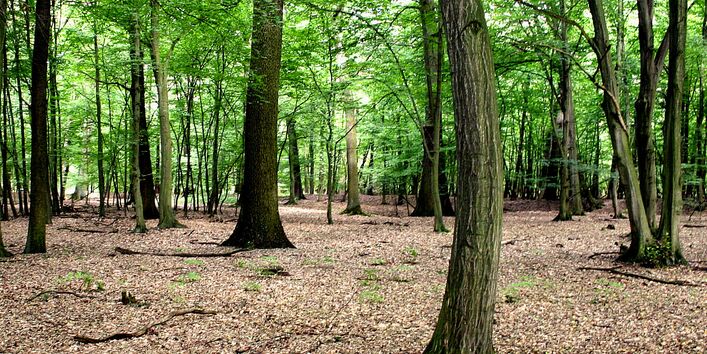 Ein Buchenwald mit grünem Blätterdach und Laub auf dem Waldboden.