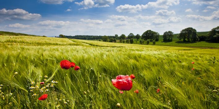 Eine Rapsblüte vor blauem Himmel