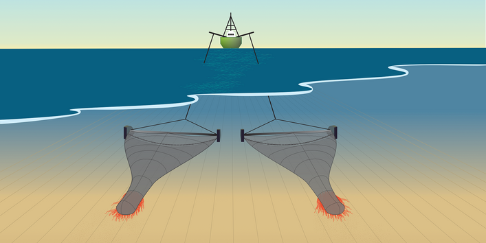 Graphik 1: Baumkurrennetze mit Dolly Ropes 