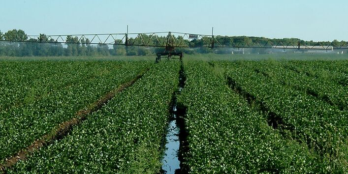 Ein Feld wird künstlich bewässert