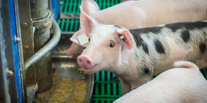 Schweine werden automatisch in einem Stall gefüttert.