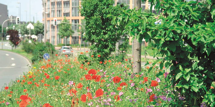 Stadthaus Münster mit Wildblumen im Vordergrund