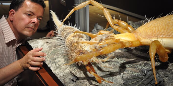 Ein Besucher schaut sich das große Exponat einer Raubmilbe an.