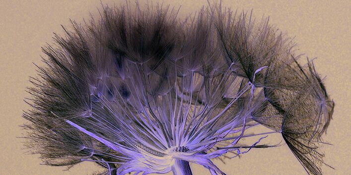 Pusteblume