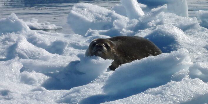 Seals are the only mammals besides whales which live in the Antarctic.