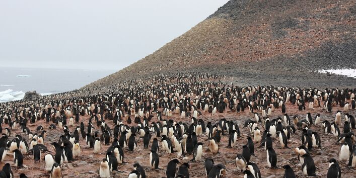 In protected areas, penguins of breeding and rearing their young are not disturbed.