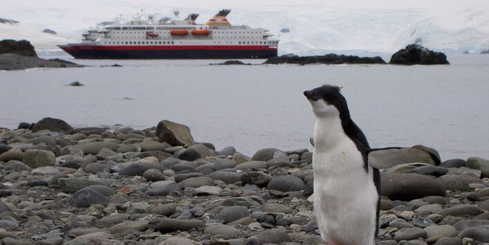 Im Vordergrund steht ein junger Pinguin auf steinigem Boden. Er breitet seine Flügel aus. Im Hintergrund fährt ein Kreuzfahrtschiff auf dem antarktischen Meer vorüber. 