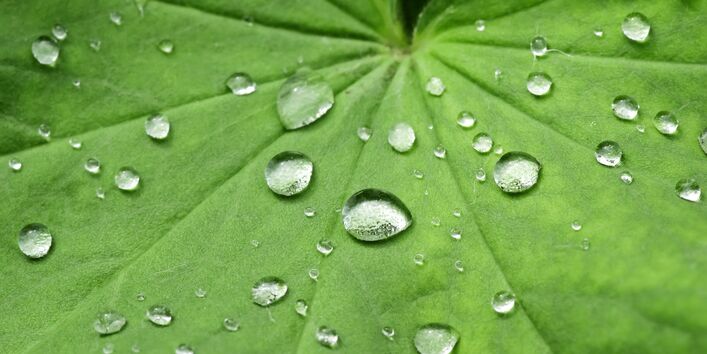 Ein grünes Blatt mit abperlenden Wassertropfen.