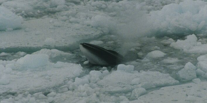 The minke whale feeds on krill under the ice in the Antarctic.