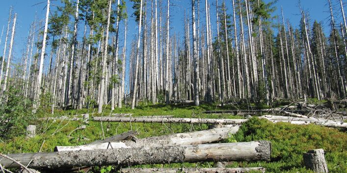 The picture shows a dense spruce forest. Several trees are dead, and in the foreground there is deadwood lying on the forest floor.
