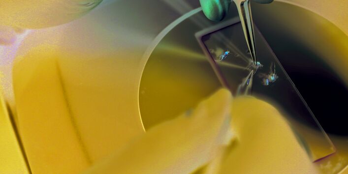 The picture shows the fingers of two hands in rubber gloves, in the process of using tweezers to place dead mosquitoes on to a cover glass for microscopic examination.