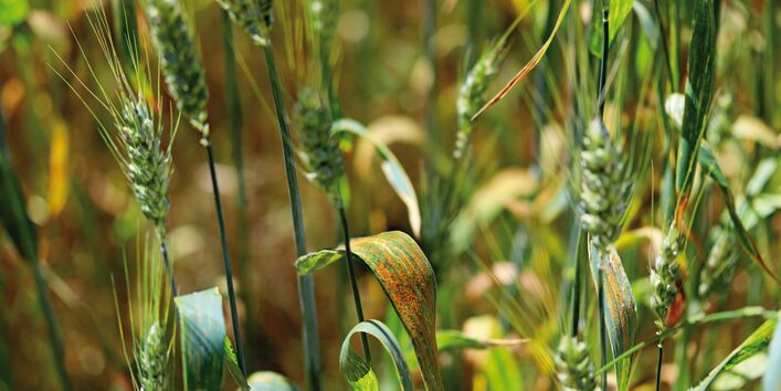 The picture shows a detailed view of cereal plants infested with brown rust.