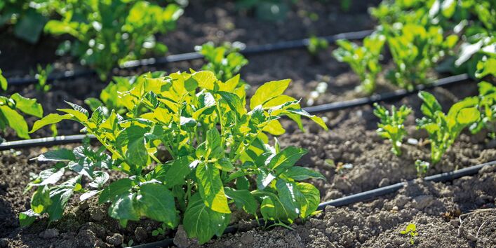 Das Bild zeigt eine Ackerfläche mit jungen Kartoffelpflanzen, die von einer Tröpfchenbewässerungsanlage bewässtert werden.