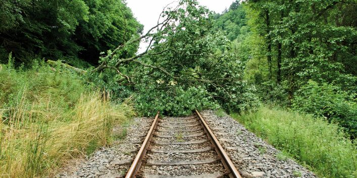 The picture shows a single-lane railway track covered by the crown of a toppled tree. A woodland is visible to the left and right of the railway track.