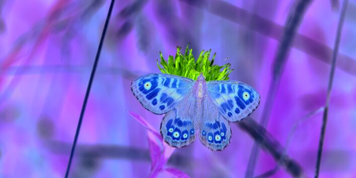 The picture shows a wall brown butterfly spreading its wings while sitting on a violet-coloured blossom.