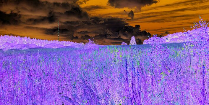 Das Bild zeigt einer Wiese mit verschiedenfarbigen Blumen und kleinen Gehölzen im Vordergrund. Am Horizont ist Wald zu erkennen. Der Himmel ist in Teilen bewölkt.