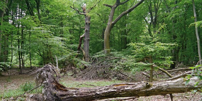 The picture shows a near-natural forest with beech trees. In the foreground there is an uprooted tree lying on the ground.