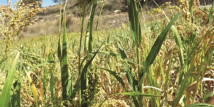 Das Bild zeigt ein Feld mit blühenden Hirsepflanzen in Nahaufnahme. 