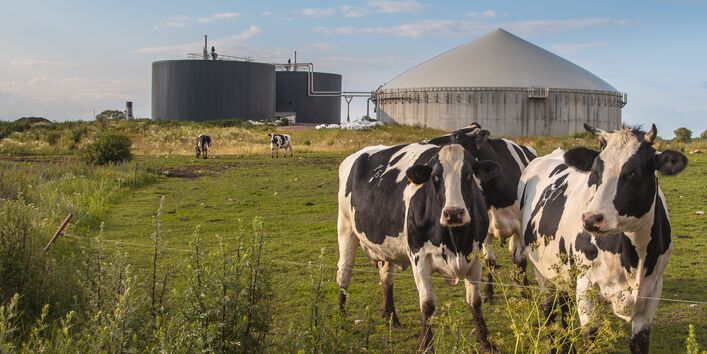 Kühe auf einer Weide, im Hintergrund eine Biogasanlage
