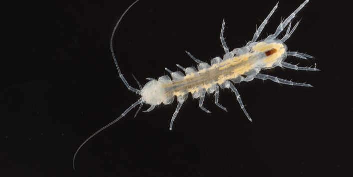 Eine Nahaufnahme einer Höhlenwasserassel im Grundwasser