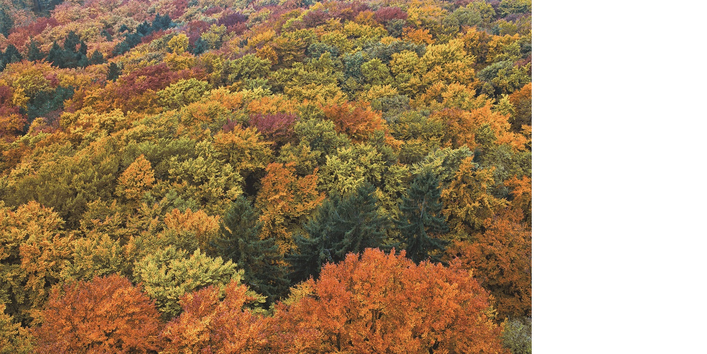 Das Bild zeigt das bunte Kronendach eines Waldes, der sich aus verschiedenen Laub- und Nadelbaumarten zusammensetzt.
