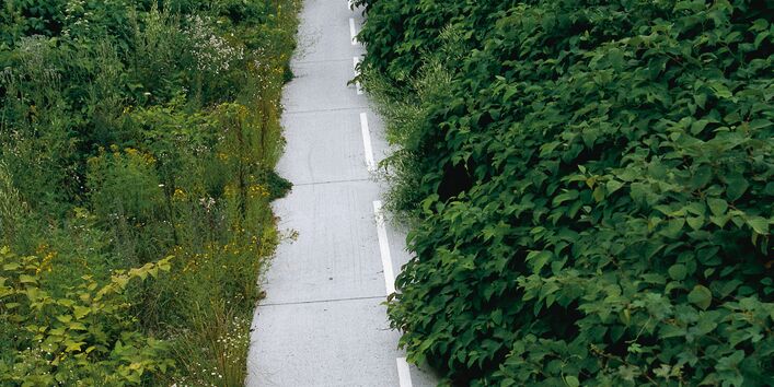 Eine asphaltierter Weg wird von einem Gebüsch überwuchert