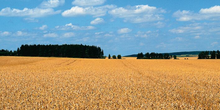 Getreidefeld