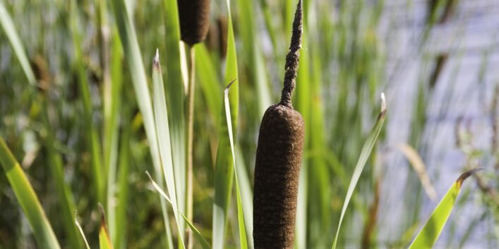 Großaufnahme Schilf am Wasser