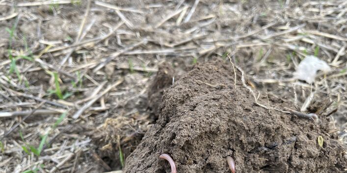 Ein Spatenaushub nach der Aussaat von Weizen in Strip Till Direktsaat. Die deutliche Präsenz von Regenwürmern und deren Gangsysteme sind der Beleg für eine verbesserte Infiltrationsleistung. Im Hintergrund ist die schützende Mulchauflage erkennbar.