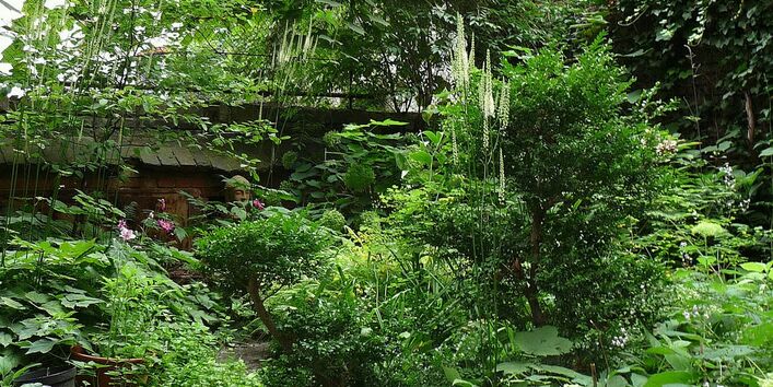 Pflanzen in einem Berliner Innenhof