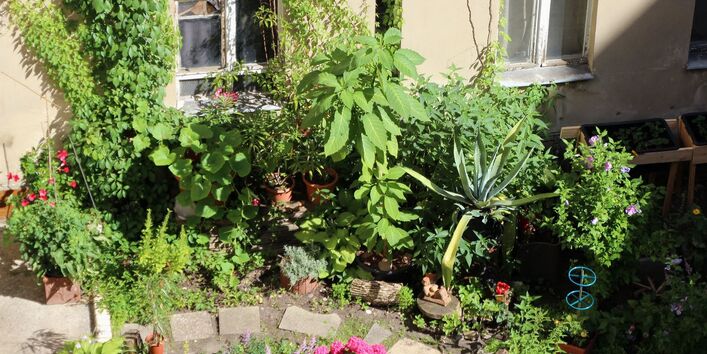 Pflanzen vor einem Gebäude in einem Berliner Innenhof