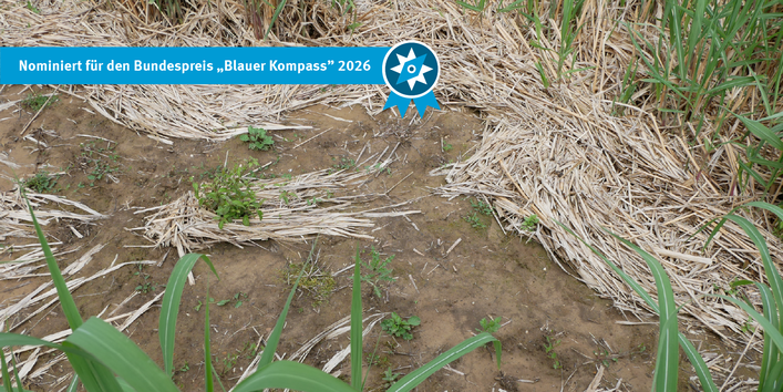 Starkregen im Mai 2024 (60 L innerhalb 1 Stunde), frisch austreibender Miscanthus stoppt trotzdem den Oberflächenabfluss hangabwärts
