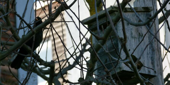 Ein Nistkasten im Baum