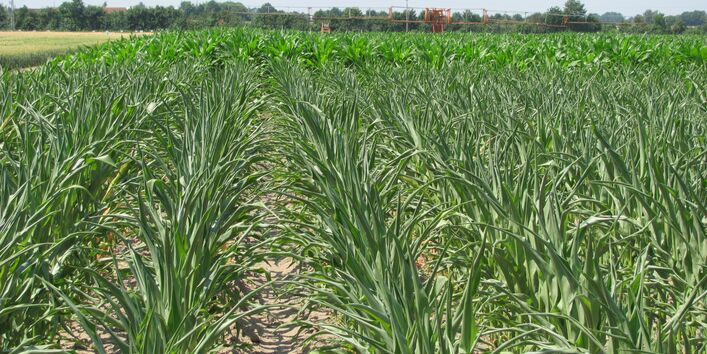 Im Vordergrund unberegneter Mais und im Hintergrund beregneter Mais im Vergleich zu sehen
