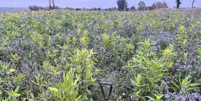 Aufwuchs der in Strip Till gedrillten Zwischenfrüchte. Hier wurden im Frühjahr 2025 Kichererbsen ohne Bodenbearbeitung angebaut.