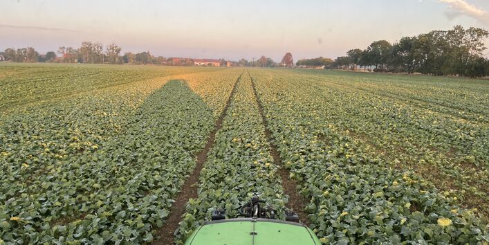 Rapsfeld 6 Wochen nach der Aussaat in Strip Till Direktsaat. 