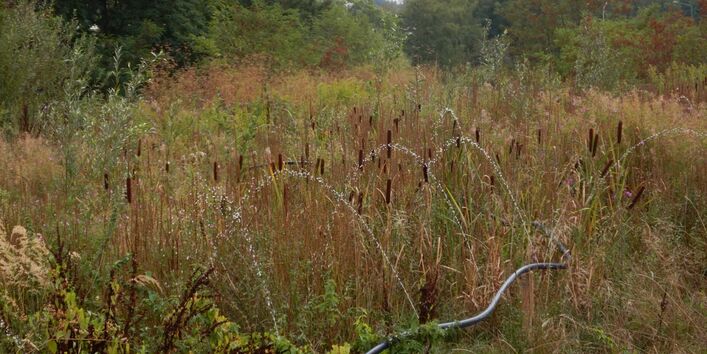 Wasser steht auf Beeten mit Schilfbewuchs zur Verdunstung.