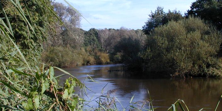 Mit Bäumen bestandenes Gewässer