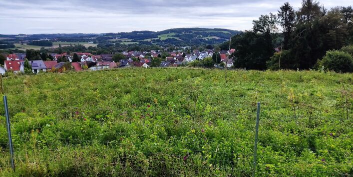 Schon im ersten Sommer wuchsen die Bäume prächtig - auch viele Beikräuter wuchsen weit über 1,5m hoch, so dass viele Hundert Schülerinnen und Schüler immer wieder ganze Tage Pflegearbeiten durchführen mussten.