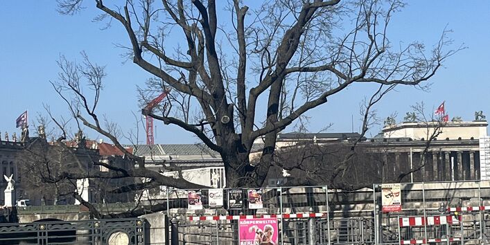 Aufnahme eines großen, laublosen Baumes an einer Berliner Hauptstraße. Viele Äste sind stark zurückgeschnitten. Am Baumstamm hängen Plakate. Im Hintergrund sind historische Gebäude und ein Bauzaun unter blauem Himmel zu sehen.