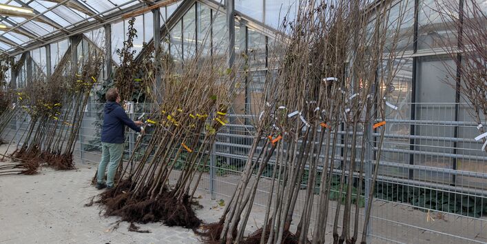 Bürgerinnen und Bürger dürfen sich einen Baum pro Haushalt bestellen